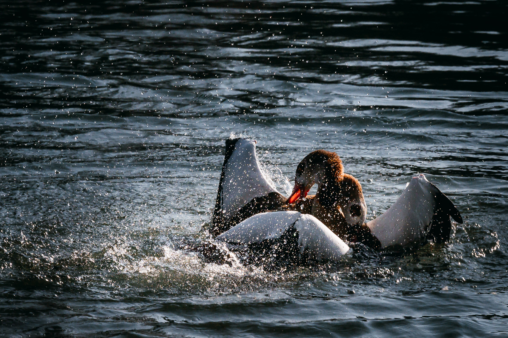 Combat entre deux ouettes d'Egypte sur le canal du Rhône au Rhin à Strasbourg.