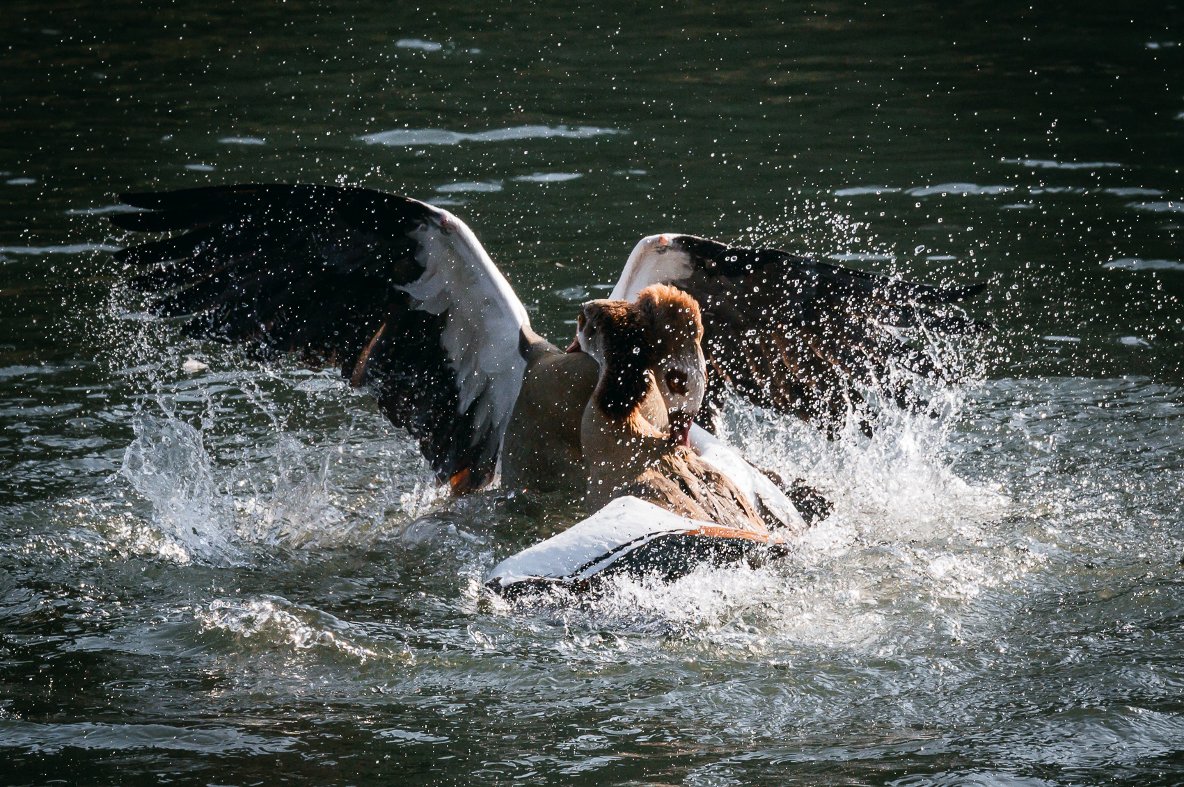 Combat entre deux ouettes d'Egypte sur le canal du Rhône au Rhin à Strasbourg.