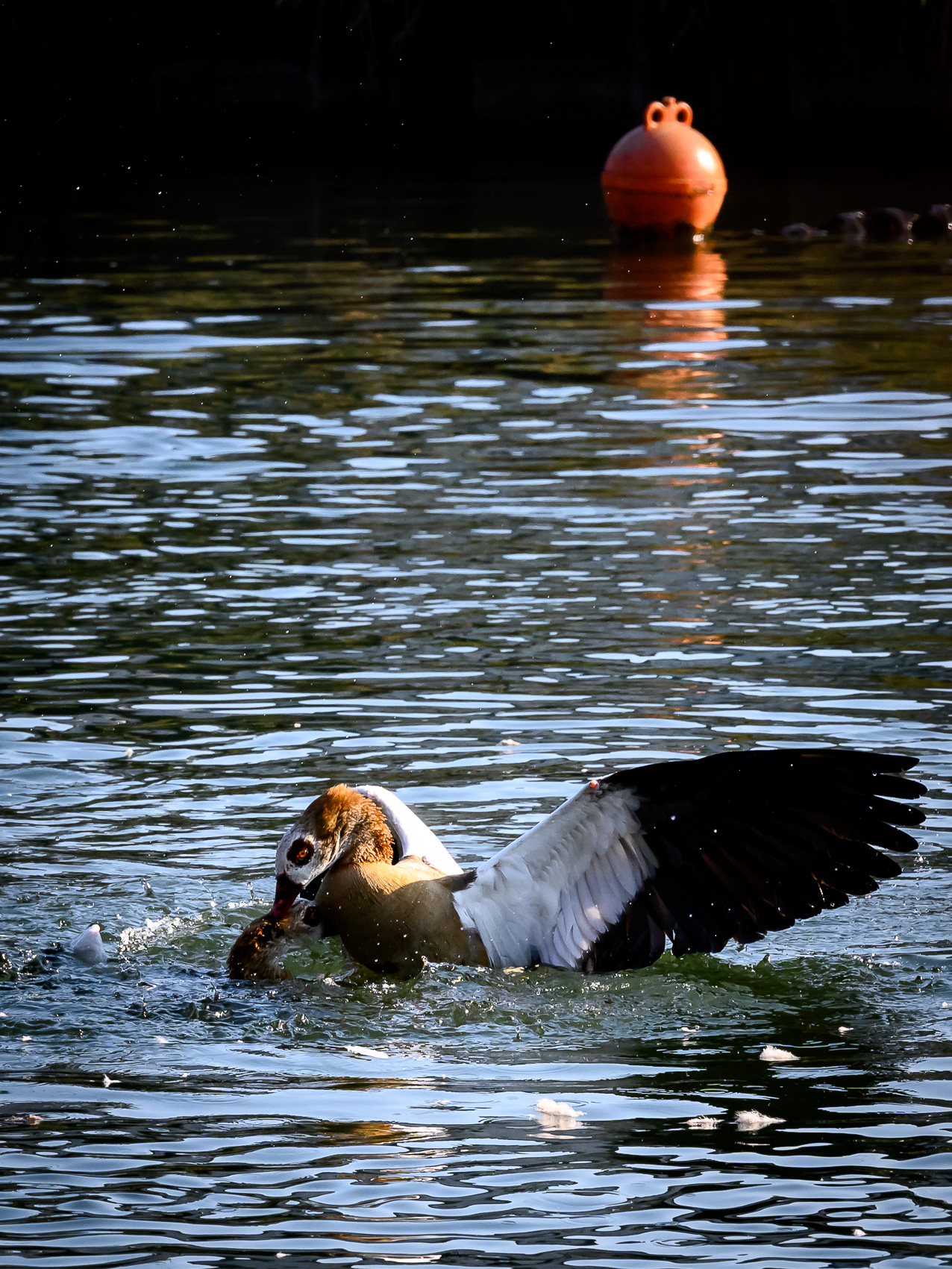 Combat entre deux ouettes d'Egypte sur le canal du Rhône au Rhin à Strasbourg.