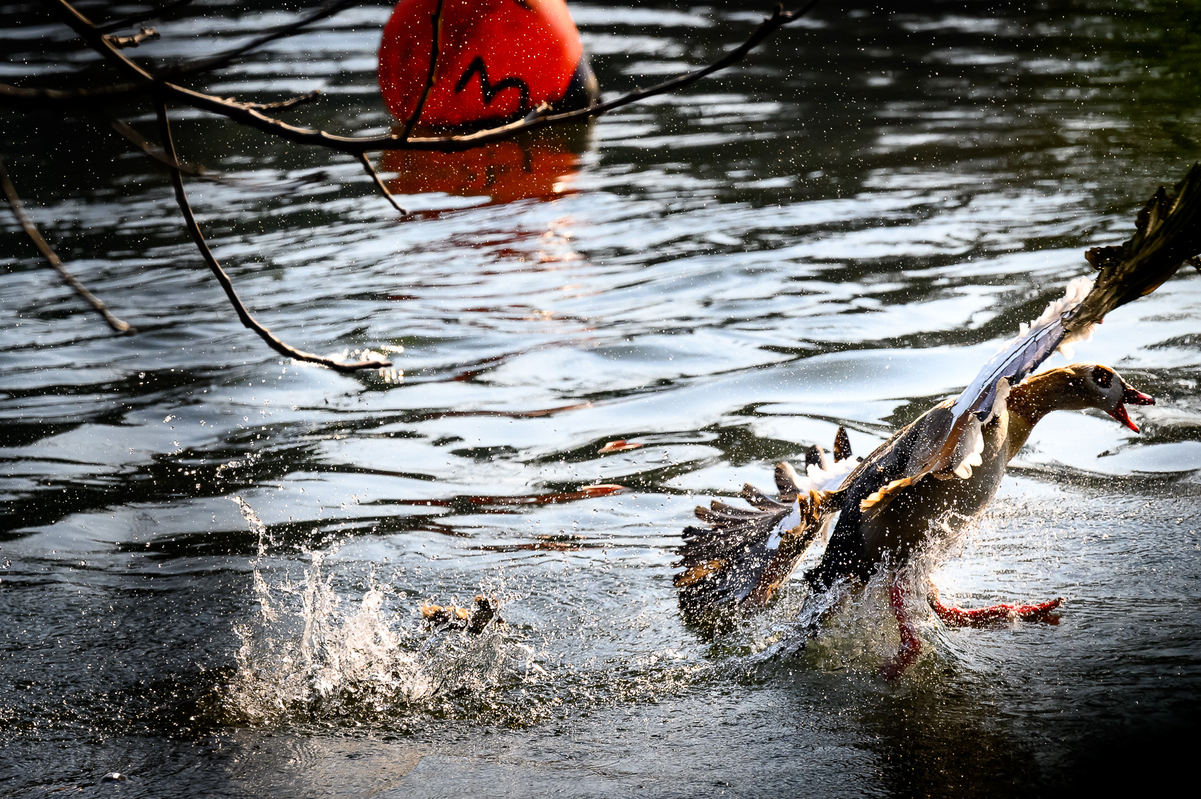 Combat entre deux ouettes d'Egypte sur le canal du Rhône au Rhin à Strasbourg.