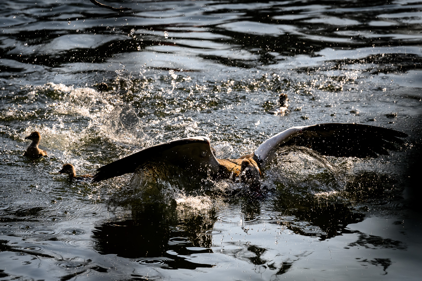 Combat entre deux ouettes d'Egypte sur le canal du Rhône au Rhin à Strasbourg.