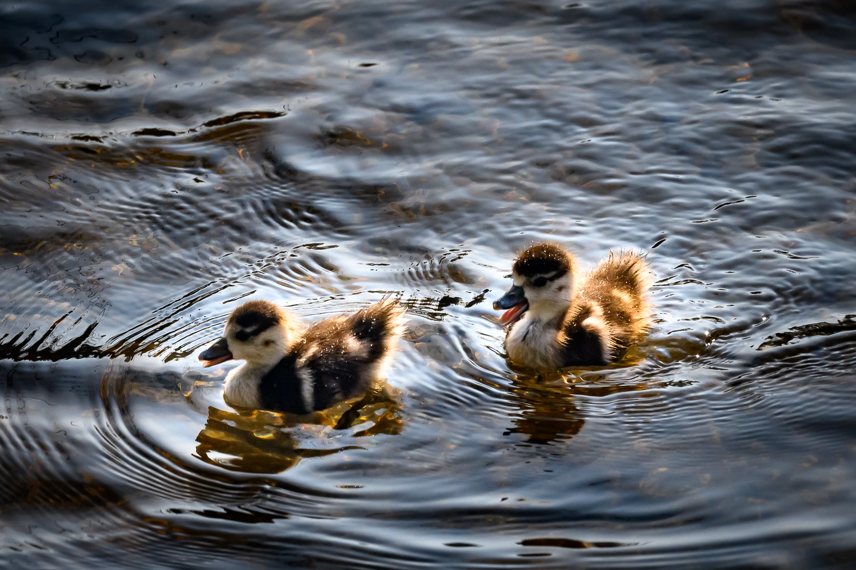 Combat entre deux ouettes d'Egypte sur le canal du Rhône au Rhin à Strasbourg.
