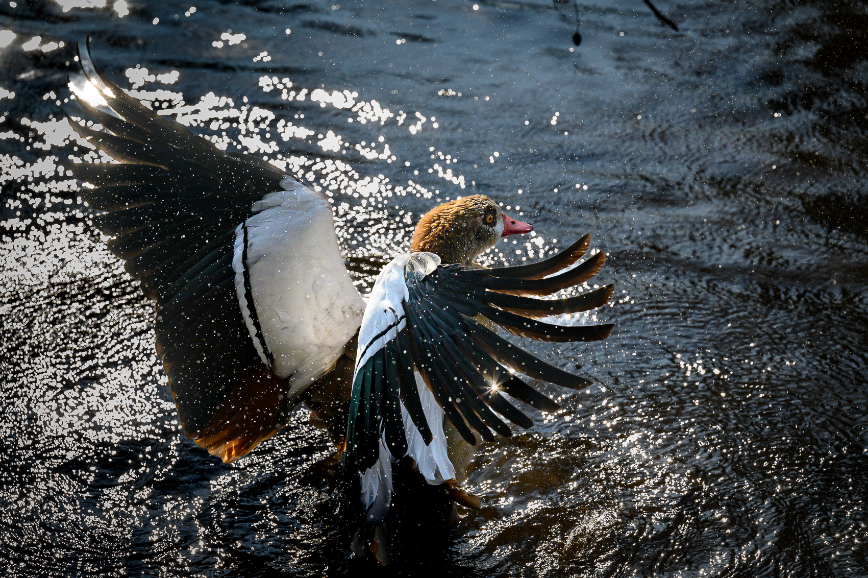 Combat entre deux ouettes d'Egypte sur le canal du Rhône au Rhin à Strasbourg.
