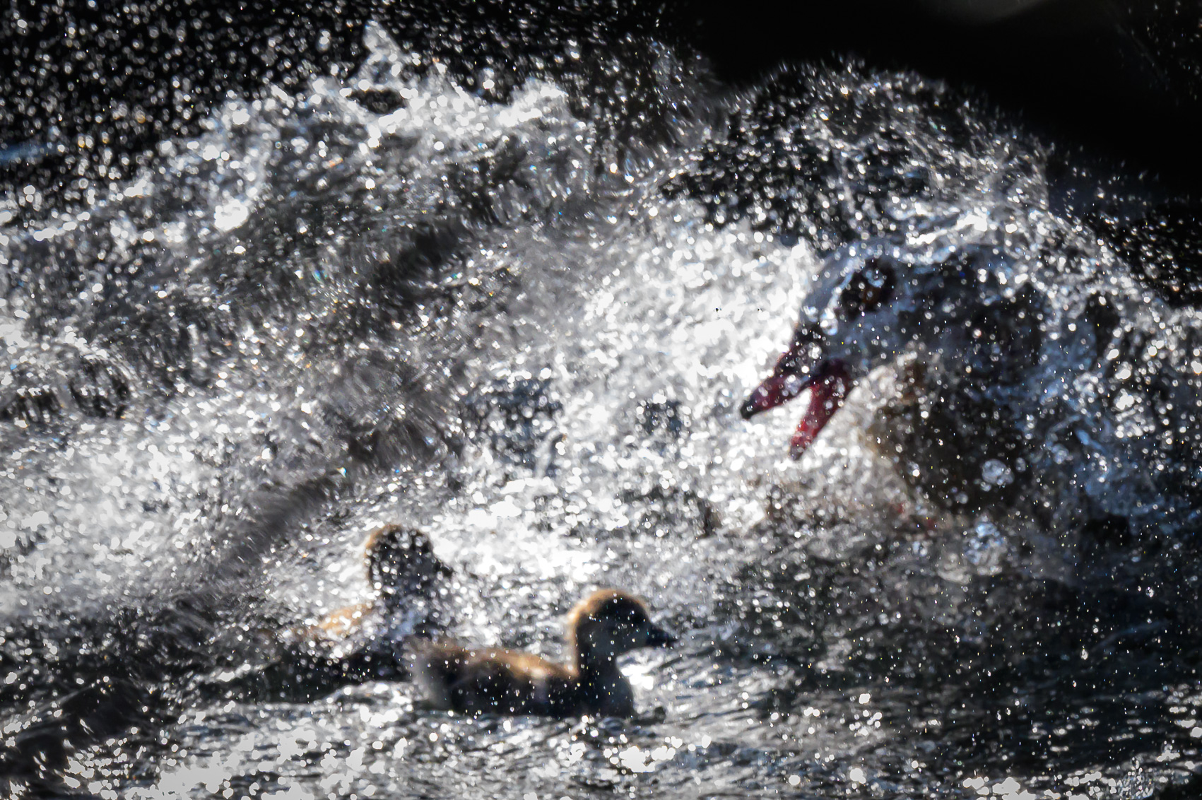 Combat entre deux ouettes d'Egypte sur le canal du Rhône au Rhin à Strasbourg.
