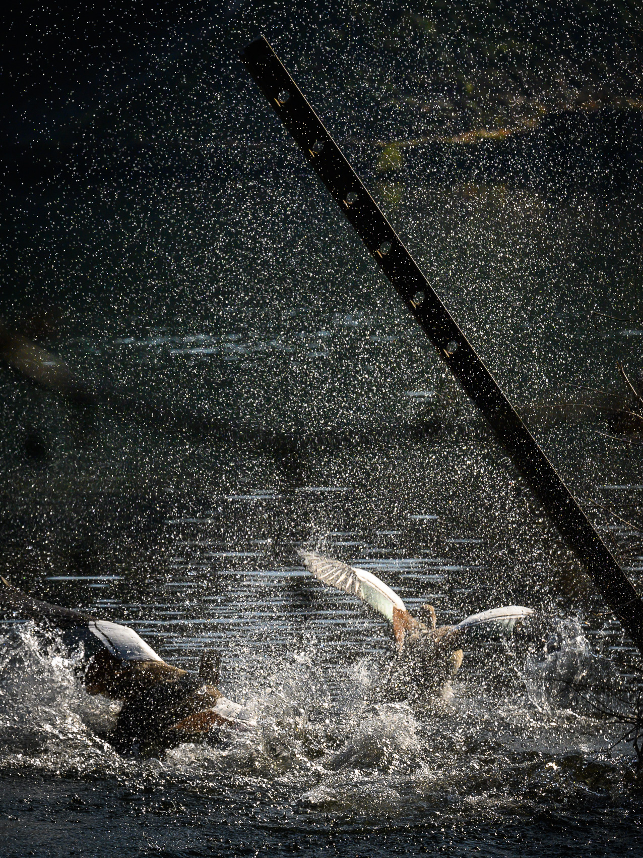 Combat entre deux ouettes d'Egypte sur le canal du Rhône au Rhin à Strasbourg.