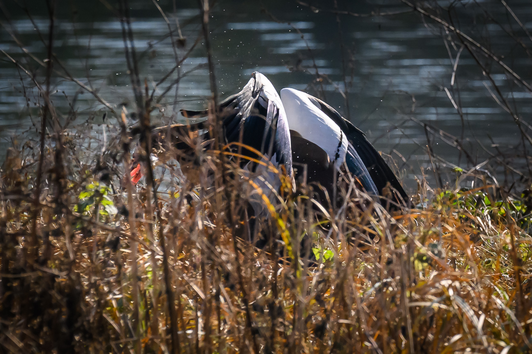Combat entre deux ouettes d'Egypte sur le canal du Rhône au Rhin à Strasbourg.